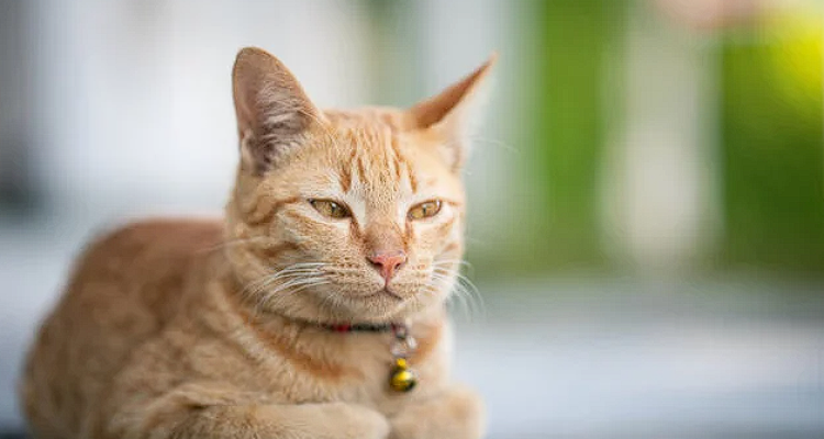 Tak Hanya Kucing Anggora, Bulu Kucing Kampung Juga Bisa Lebat, Begini Caranya - BREAKINGON.COM