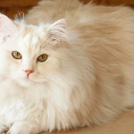 Rekomendasi 5 Pakan Kucing untuk Bulu Bagus Agar Kucingmu Makin Lucu - BREAKINGON.COM