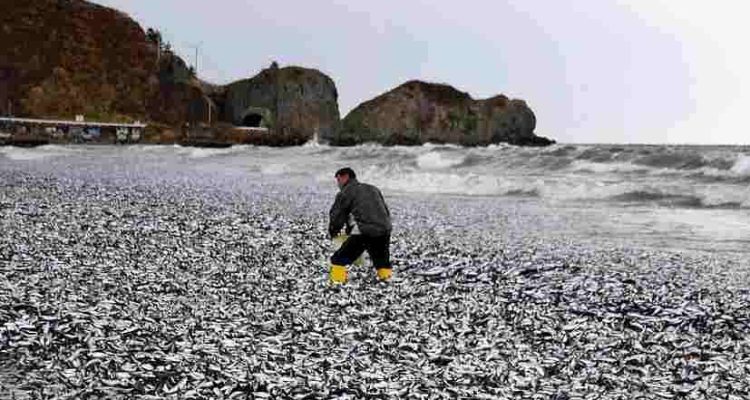 Dampak Kontroversial Pembuangan Air Limbah Nuklir Fukushima Terhadap Kematian Ribuan Ikan di Pantai Hokkaido - BREAKINGON.COM