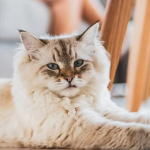 Memahami 7 Ciri Kucing Sehat yang Perlu Kamu Ketahui - BREAKINGON.COM