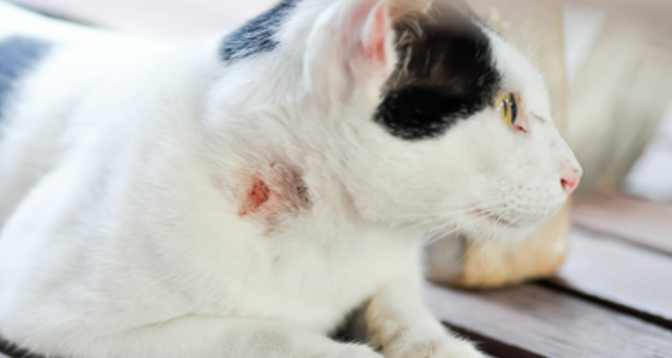 Mengenal Jenis Penyakit Kulit pada Kucing, Agar Anabul Tetep Sehat dan Terawat - BREAKINGON.COM