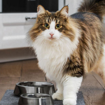 Pilihlah Vitamin Bulu Kucing yang Terbaik untuk Kesehatan dan Keindahan Bulu Kucingmu - BREAKINGON.COM