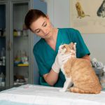 Shampo Kucing Anti Kutu dan Jamur Perlindungan Alami untuk Anabul Kesayangan - BREAKINGON.COM