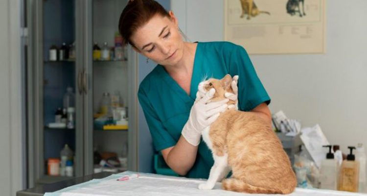 Shampo Kucing Anti Kutu dan Jamur Perlindungan Alami untuk Anabul Kesayangan - BREAKINGON.COM
